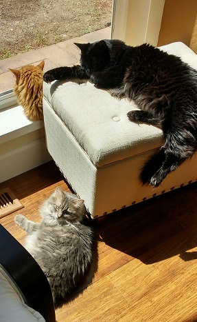 three cats sunning